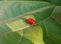 Henicolabus octomaculatus