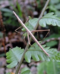 Tetanorhynchini