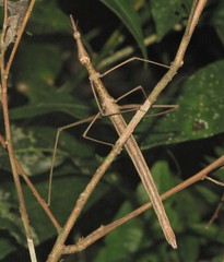 Tetanorhynchini