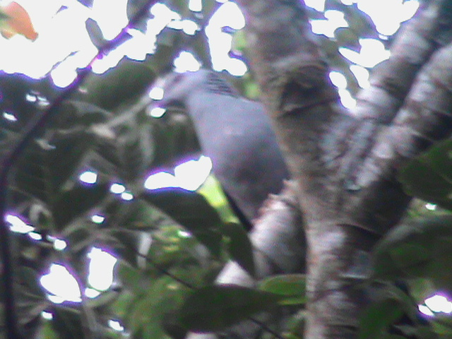 Nilgiri Woodpigeon illustration