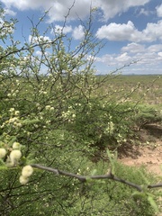 Vachellia grandicornuta
