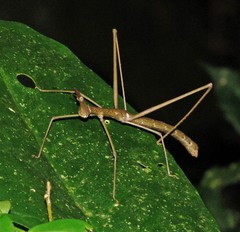 Tetanorhynchini