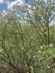 Vachellia grandicornuta
