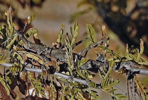 Astroma riojanum · iNaturalist Canada