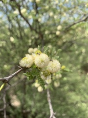 Vachellia grandicornuta