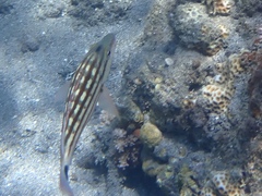 Lutjanus decussatus