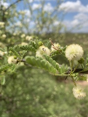 Vachellia grandicornuta