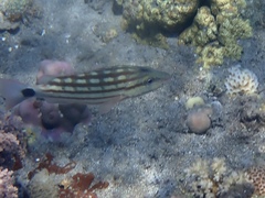 Lutjanus decussatus