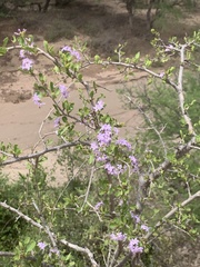 Ehretia rigida nervifolia