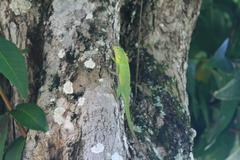 Bronchocela jubata