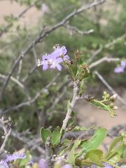 Ehretia rigida nervifolia