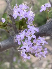Ehretia rigida nervifolia