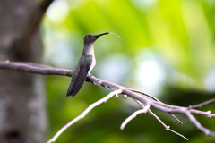 Eupetomena cirrochloris