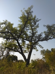 Pterocarpus erinaceus