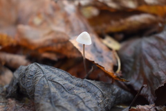 Mycena arcangeliana