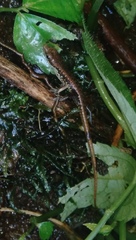 Sphenomorphus puncticentralis