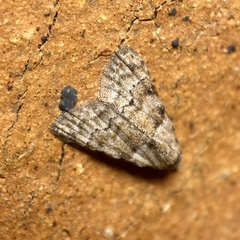 Nola euraphes