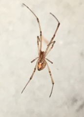 Latrodectus geometricus