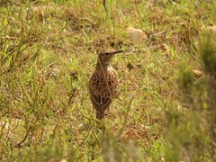 Certhilauda curvirostris brevirostris