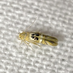 Hieromantis ephodophora