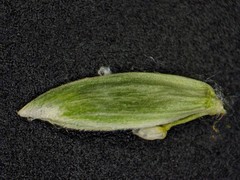 Poa saltuensis