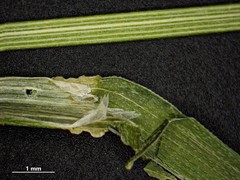 Poa saltuensis