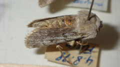 Agrotis simplonia