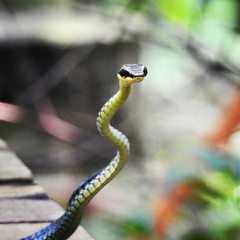 Kopstein's Bronzeback Snake photo 3