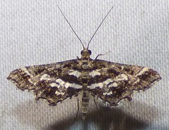 Diasemiopsis leodocusalis