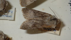 Agrotis simplonia