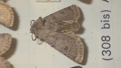 Agrotis cinerea