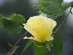 Gossypium herbaceum