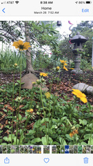 Coreopsis auriculata