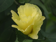 Gossypium herbaceum