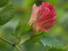 Gossypium herbaceum