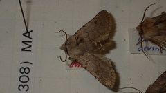 Agrotis cinerea
