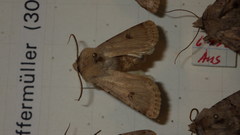 Agrotis cinerea