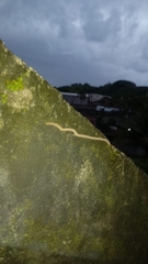 Geonemertes pelaensis