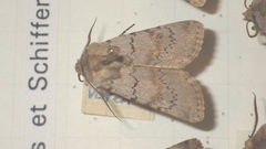 Agrotis cinerea