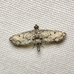 Sufetula hemiophthalma