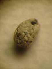 Euphorbia chamaesyce