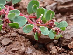 Euphorbia chamaesyce