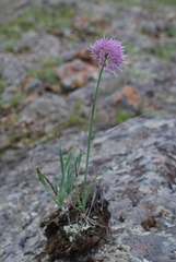 Allium senescens glaucum