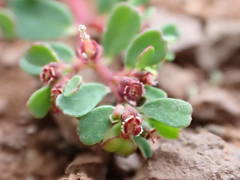Euphorbia chamaesyce