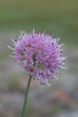 Allium senescens glaucum
