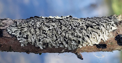 Phaeophyscia hirtella