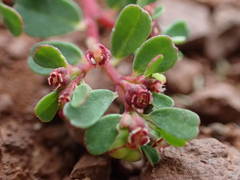 Euphorbia chamaesyce