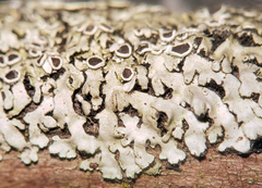 Phaeophyscia hirtella