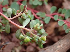 Euphorbia chamaesyce