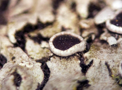 Phaeophyscia hirtella